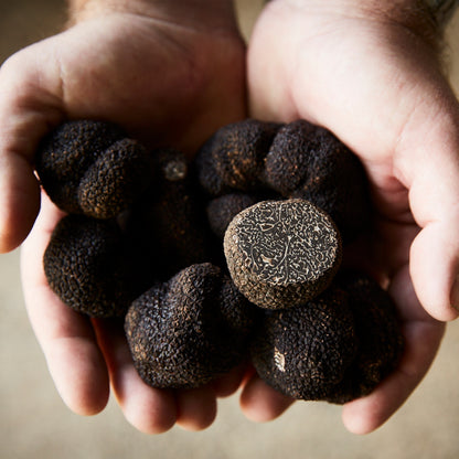 Fresh Black Périgord Truffles